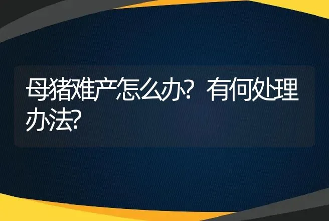 母猪难产怎么办?有何处理办法? | 动物养殖