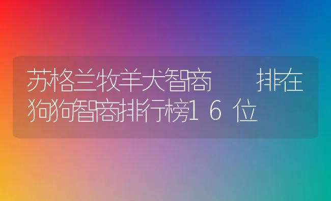 苏格兰牧羊犬智商  排在狗狗智商排行榜16位 | 宠物猫