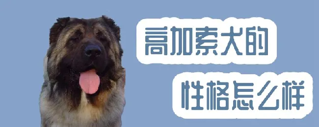 高加索犬的性格怎么样 | 养宠入门知识