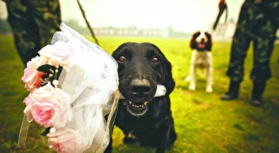 搜救犬的工作范围及搜救犬训练介绍 | 宠物新闻资讯