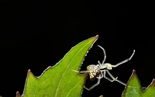 【虫宠图片】圆尾银板蛛图片 | 宠物昆虫图片