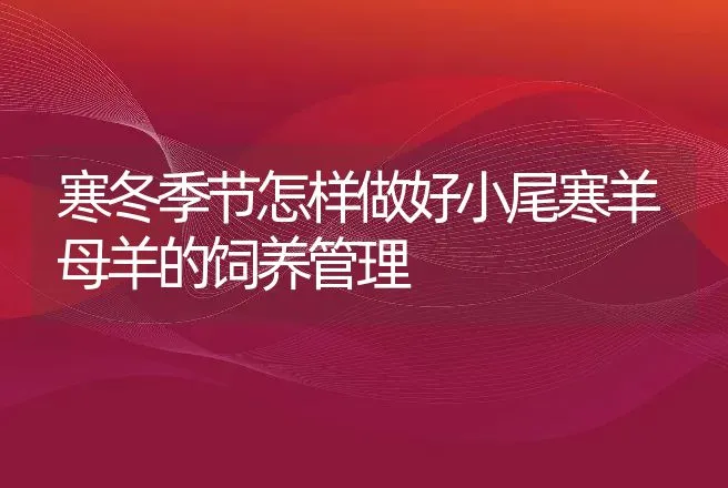 寒冬季节怎样做好小尾寒羊母羊的饲养管理 | 动物养殖