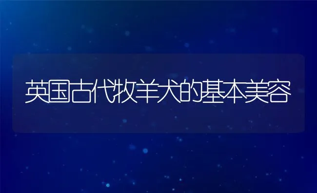 英国古代牧羊犬的基本美容 | 宠物训练技巧