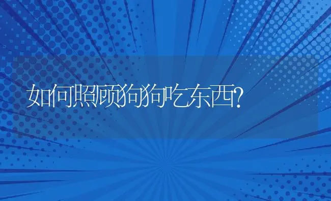 如何照顾狗狗吃东西? | 宠物猫