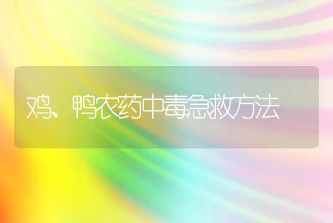 鸡、鸭农药中毒急救方法 | 动物养殖