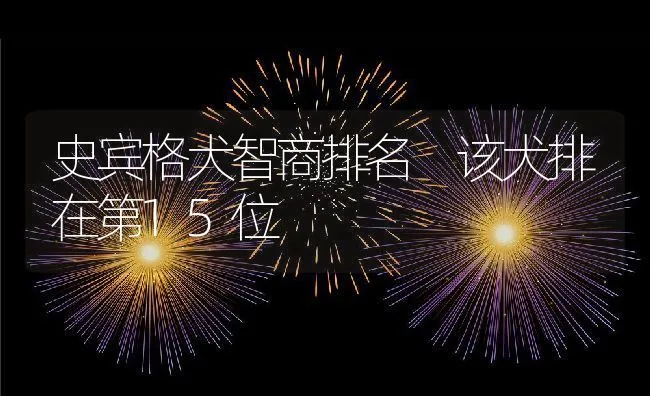 史宾格犬智商排名 该犬排在第15位 | 宠物喂养