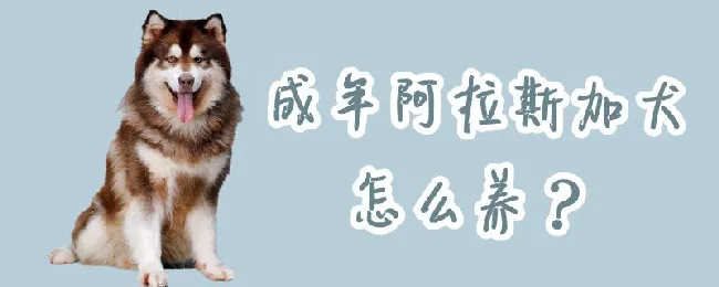 成年阿拉斯加犬怎么养 | 宠物病虫害防治