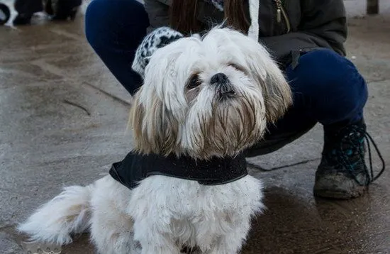 拉萨犬怎么养 拉萨犬饲养心得 | 宠物病虫害防治