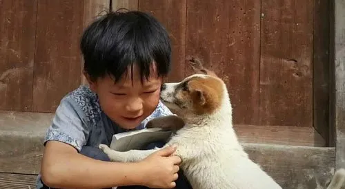 乡村里的农家狗 命运堪忧 | 宠物狗图片