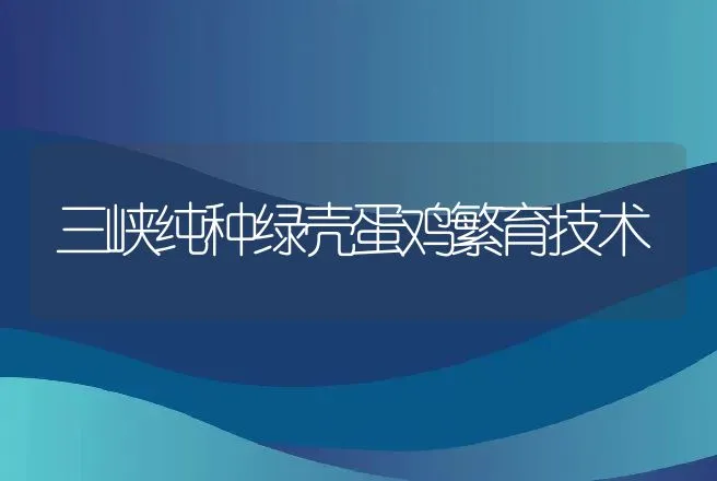 三峡纯种绿壳蛋鸡繁育技术 | 特种养殖