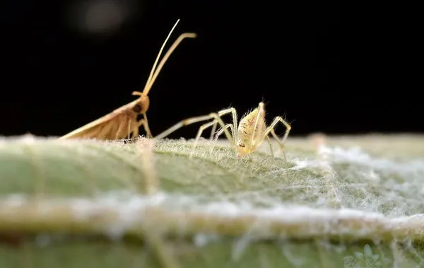 【虫宠图片】圆尾银板蛛图片 | 宠物昆虫图片