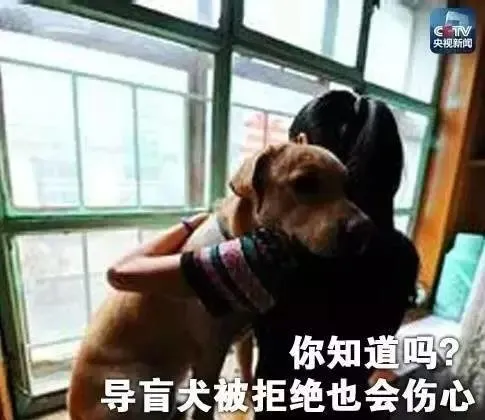 导盲犬：我累坏了，可以把头靠在你包上休息下吗？ | 宠物新闻资讯