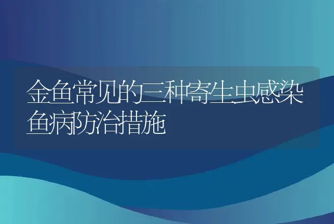 金鱼常见的三种寄生虫感染鱼病防治措施 | 动物养殖