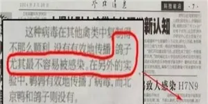 鸽子不易感染禽流感？ | 鸽子养殖常见问题