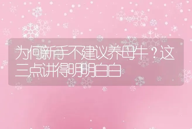 为何新手不建议养母牛？这三点讲得明明白白 | 家畜养殖