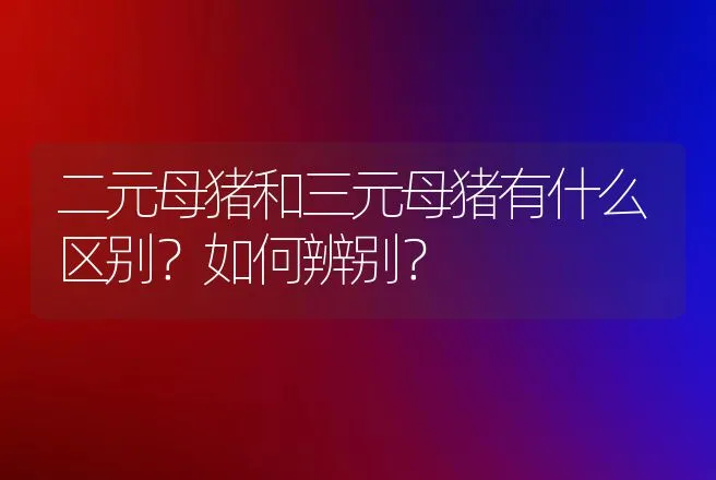 二元母猪和三元母猪有什么区别？如何辨别？ | 动物养殖