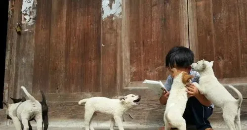 乡村里的农家狗 命运堪忧 | 宠物狗图片