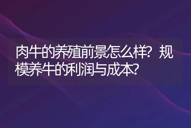 肉牛的养殖前景怎么样?规模养牛的利润与成本? | 养殖致富