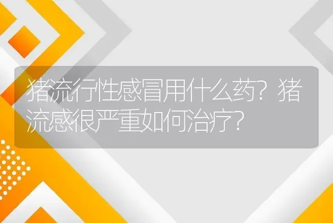 猪流行性感冒用什么药？猪流感很严重如何治疗？ | 兽医知识大全