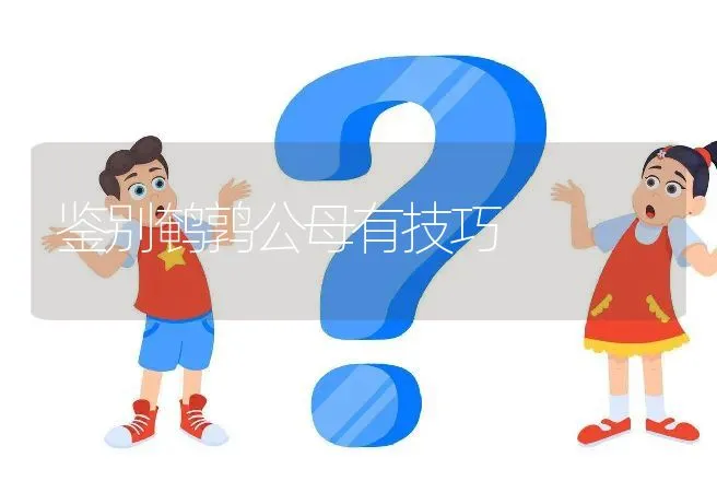 鉴别鹌鹑公母有技巧 | 动物养殖