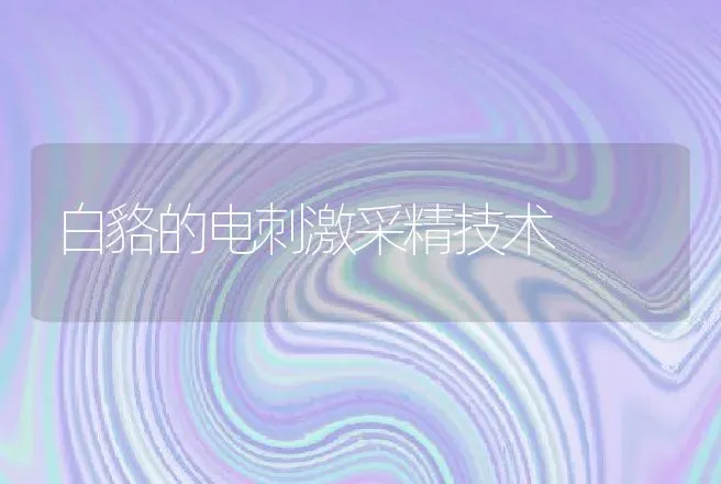 白貉的电刺激采精技术 | 动物养殖