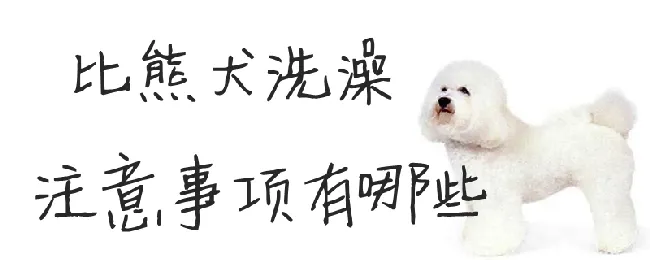 比熊犬洗澡注意事项有哪些 | 宠物病虫害防治