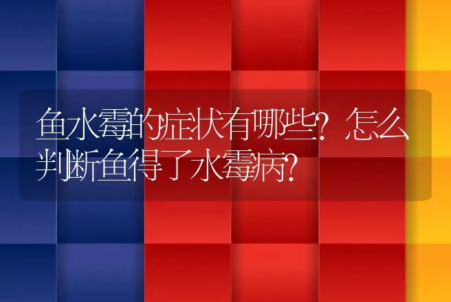 鱼水霉的症状有哪些？怎么判断鱼得了水霉病？ | 兽医知识大全