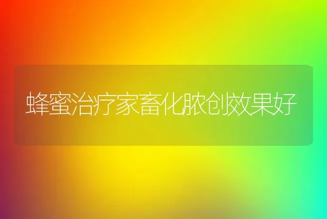 蜂蜜治疗家畜化脓创效果好 | 动物养殖