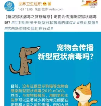 特殊时期家有宠物狗怎么消毒? 可别误伤了狗子! | 宠物新闻资讯