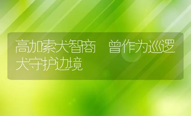 高加索犬智商 曾作为巡逻犬守护边境 | 宠物喂养