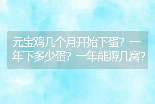 元宝鸡几个月开始下蛋？一年下多少蛋？一年能孵几窝？ | 动物养殖