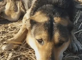 中华田园犬被锁十年，解开锁链它都忘了自由的感觉 | 宠物新闻资讯