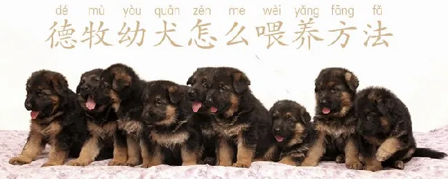 德牧幼犬怎么喂养方法 | 宠物病虫害防治