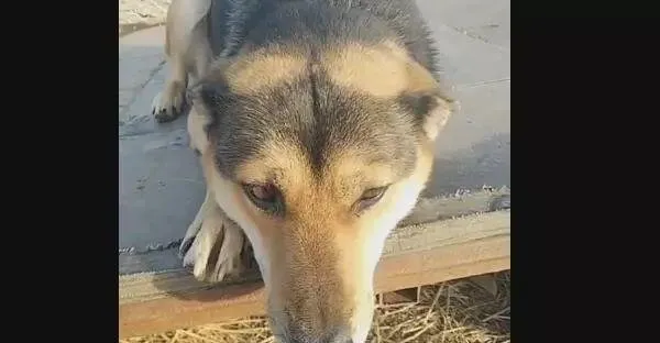 中华田园犬被锁十年，解开锁链它都忘了自由的感觉 | 宠物新闻资讯