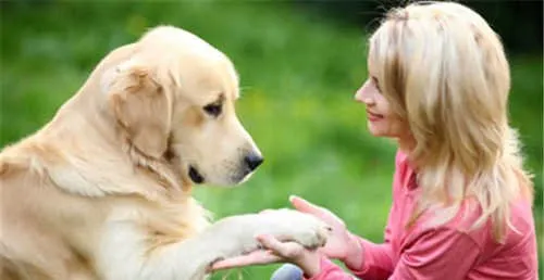 来宝犬业狗狗的训练科目和狗狗的寄养中 | 宠物狗训练技巧