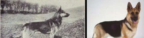 八种犬类100年的品种改良过程 | 宠物新闻资讯