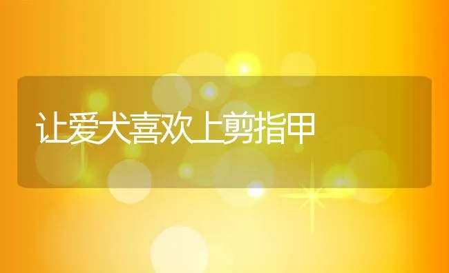 让爱犬喜欢上剪指甲 | 宠物训练技巧