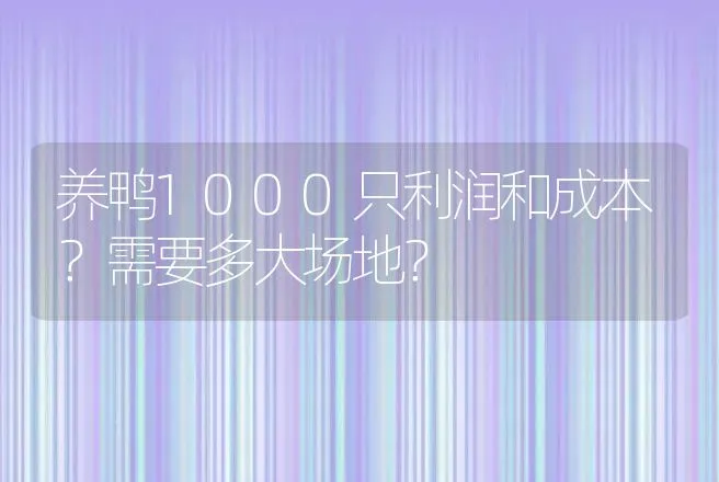 养鸭1000只利润和成本？需要多大场地？ | 养殖致富