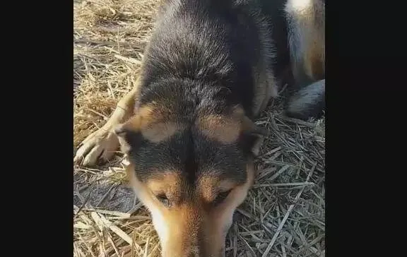 中华田园犬被锁十年，解开锁链它都忘了自由的感觉 | 宠物新闻资讯