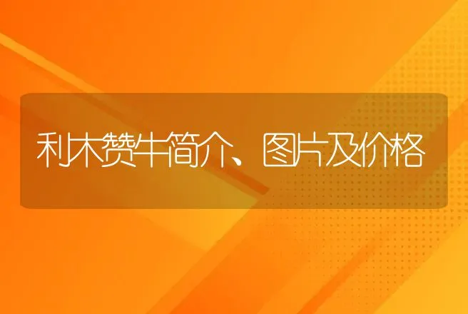 利木赞牛简介、图片及价格 | 养殖致富