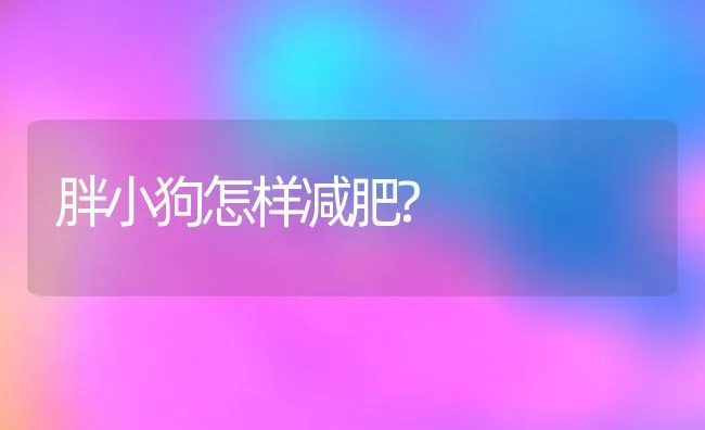 胖小狗怎样减肥? | 宠物猫