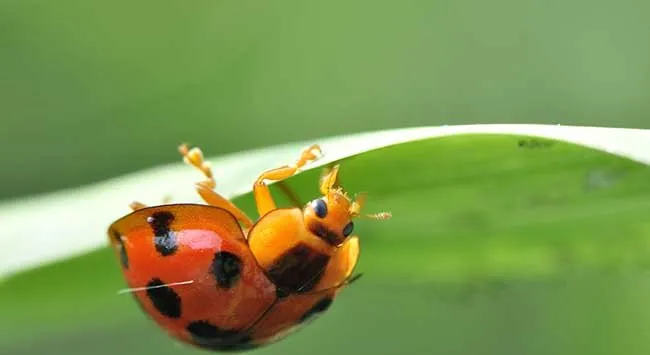 十三星瓢虫吃什么食物？ | 宠物昆虫图片