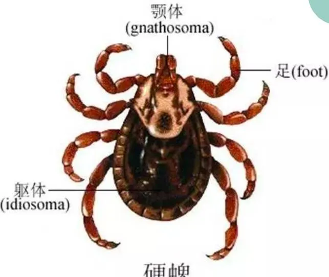 科普篇||教你认识体外寄生虫 | 宠物狗饲养