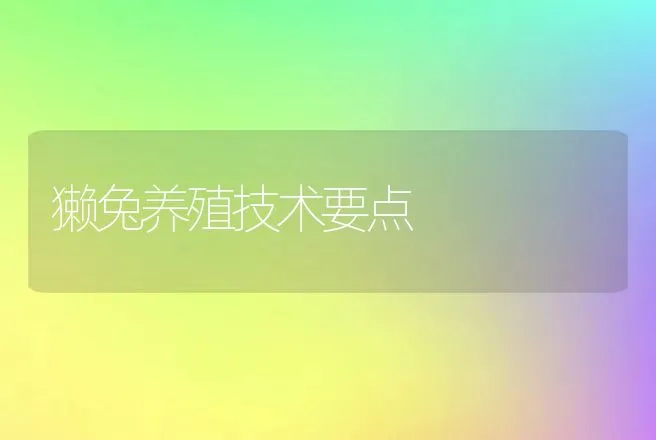 獭兔养殖技术要点 | 特种养殖