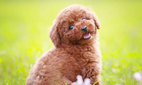 [贵宾犬选购]如何挑选健康的贵宾犬 | 宠物狗选购技巧