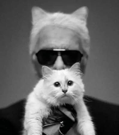 Choupette,做最Fashion的喵星人 | 宠物新闻资讯