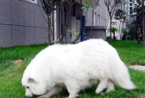 怀孕期的狗狗一定要注意这些饮食，否则后果不堪设想！ | 宠物狗饲养