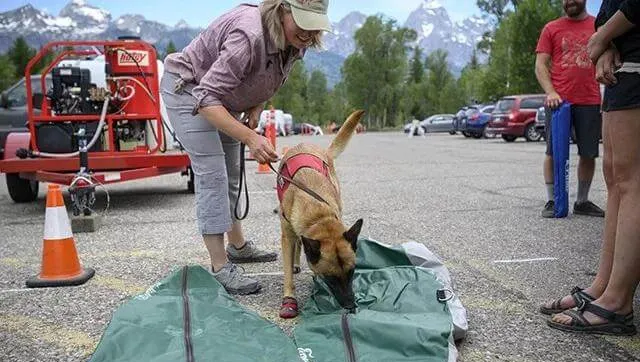 环境保护犬，正在全世界范围内保护环境 | 宠物新闻资讯