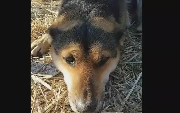 中华田园犬被锁十年，解开锁链它都忘了自由的感觉 | 宠物新闻资讯