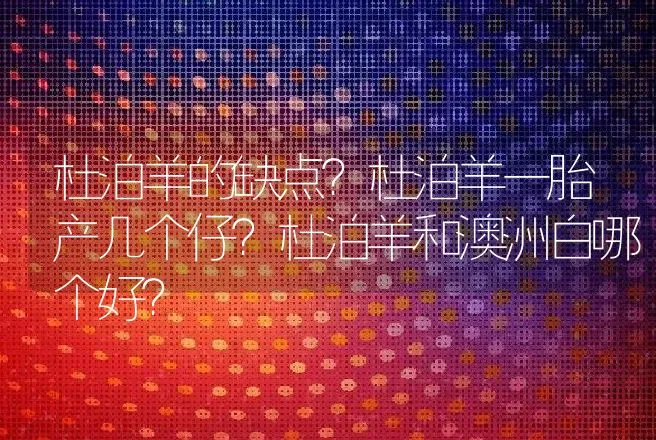 杜泊羊的缺点？杜泊羊一胎产几个仔？杜泊羊和澳洲白哪个好？ | 动物养殖